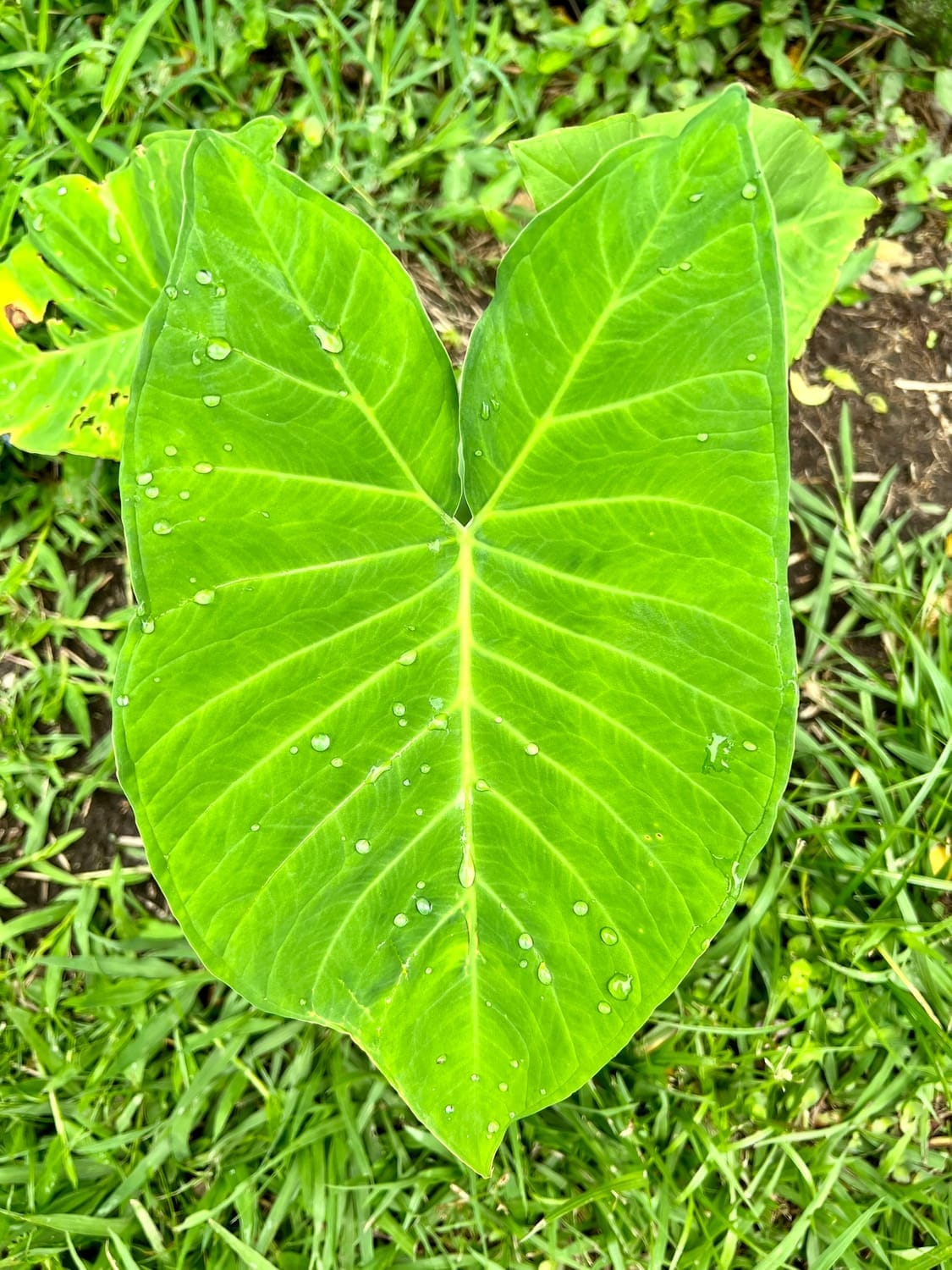 Hoja iluminada por la luz natural