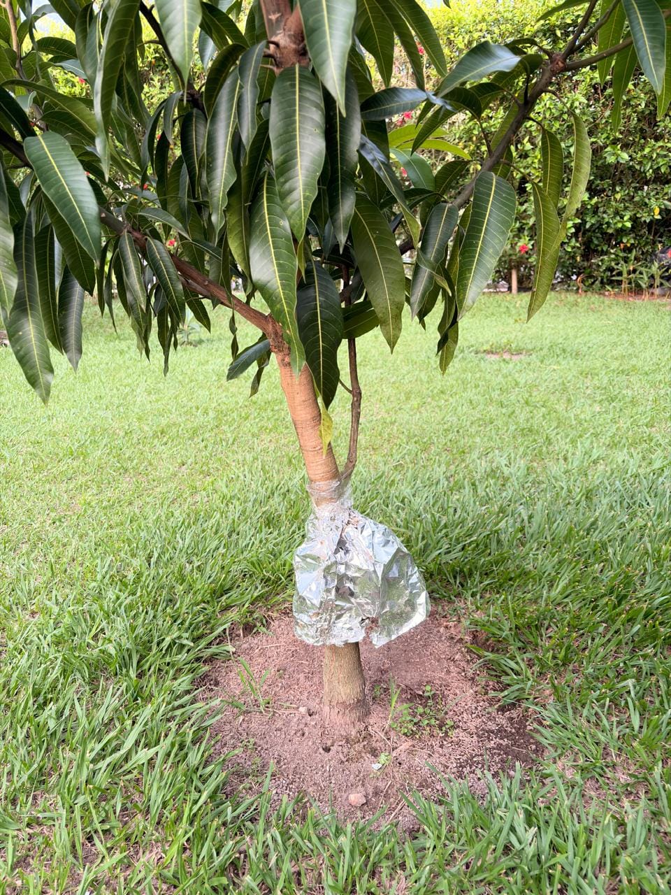 Primer mango del árbol del jardín de Cindy