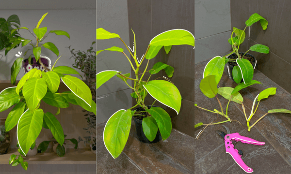 Primeros pasos de la propagación del Philodendron Limón