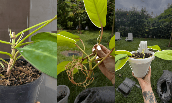 Esquejes del Philodendron Limón desarrollando raíces