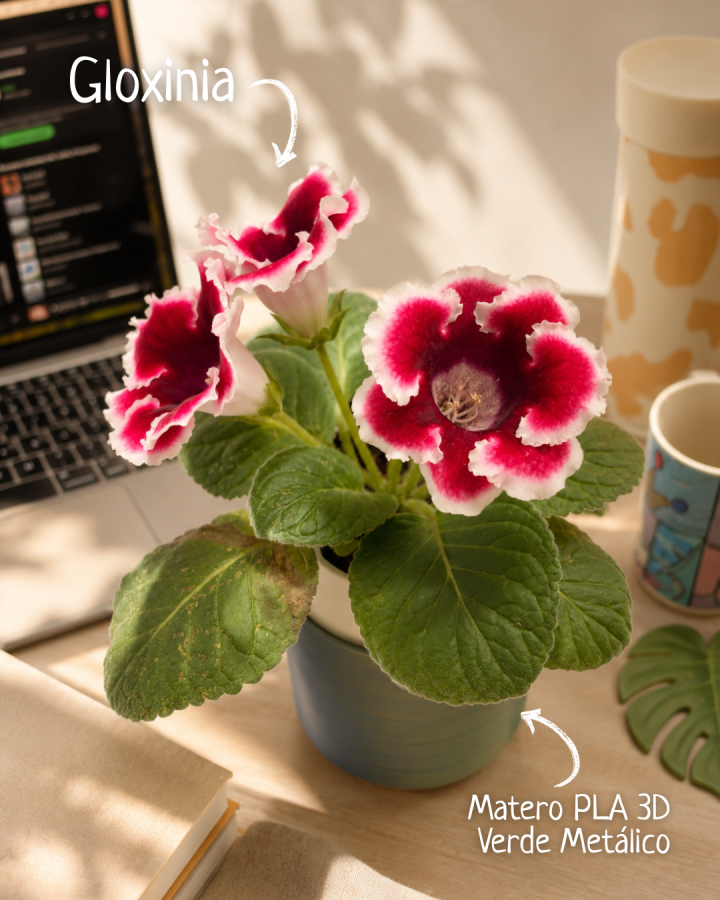 Gloxinia con matero de autoriego verde metálico · imagen 3